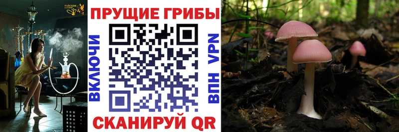 Галлюциногенные грибы GOLDEN TEACHER  Дмитров 